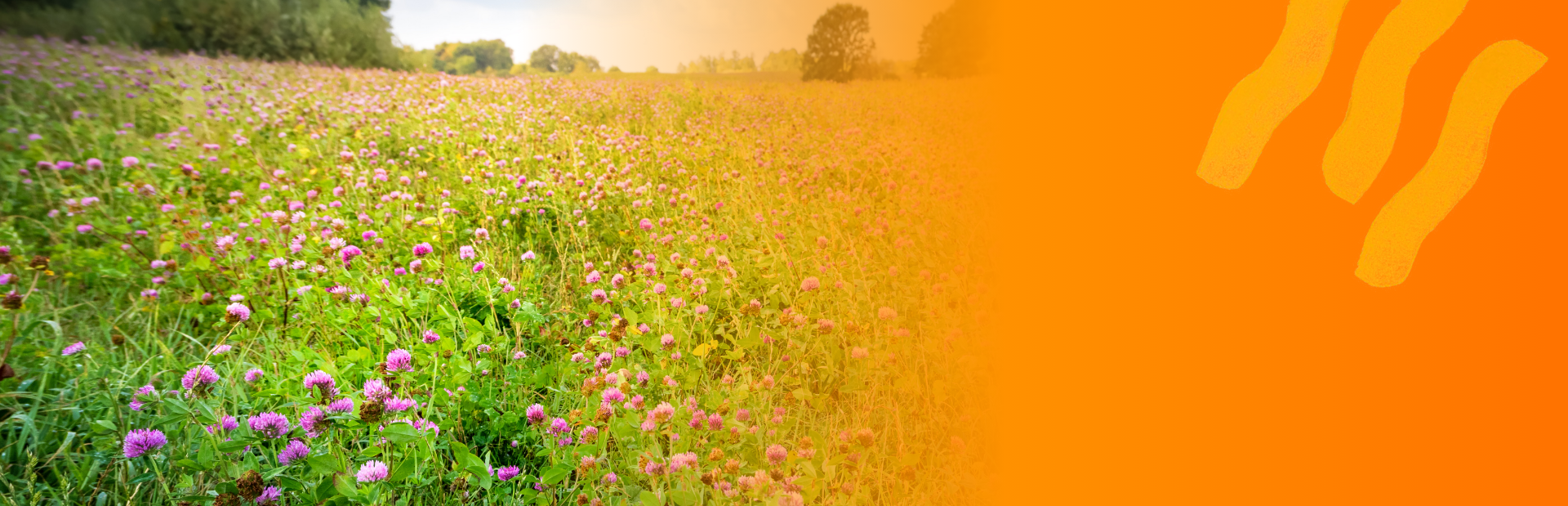 McCain team members in food production factory, and farming field